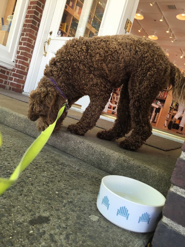 Dogs welcome!